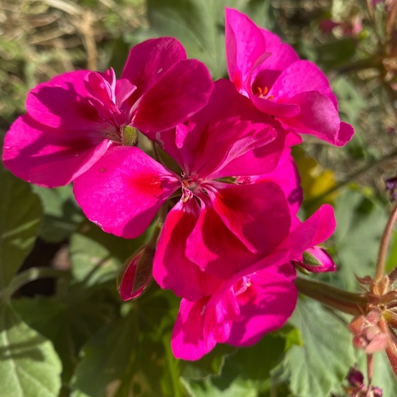 Meet your Posher, Cassandra - Picture 1 of 1